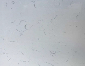 Cararra Fantasia QH108